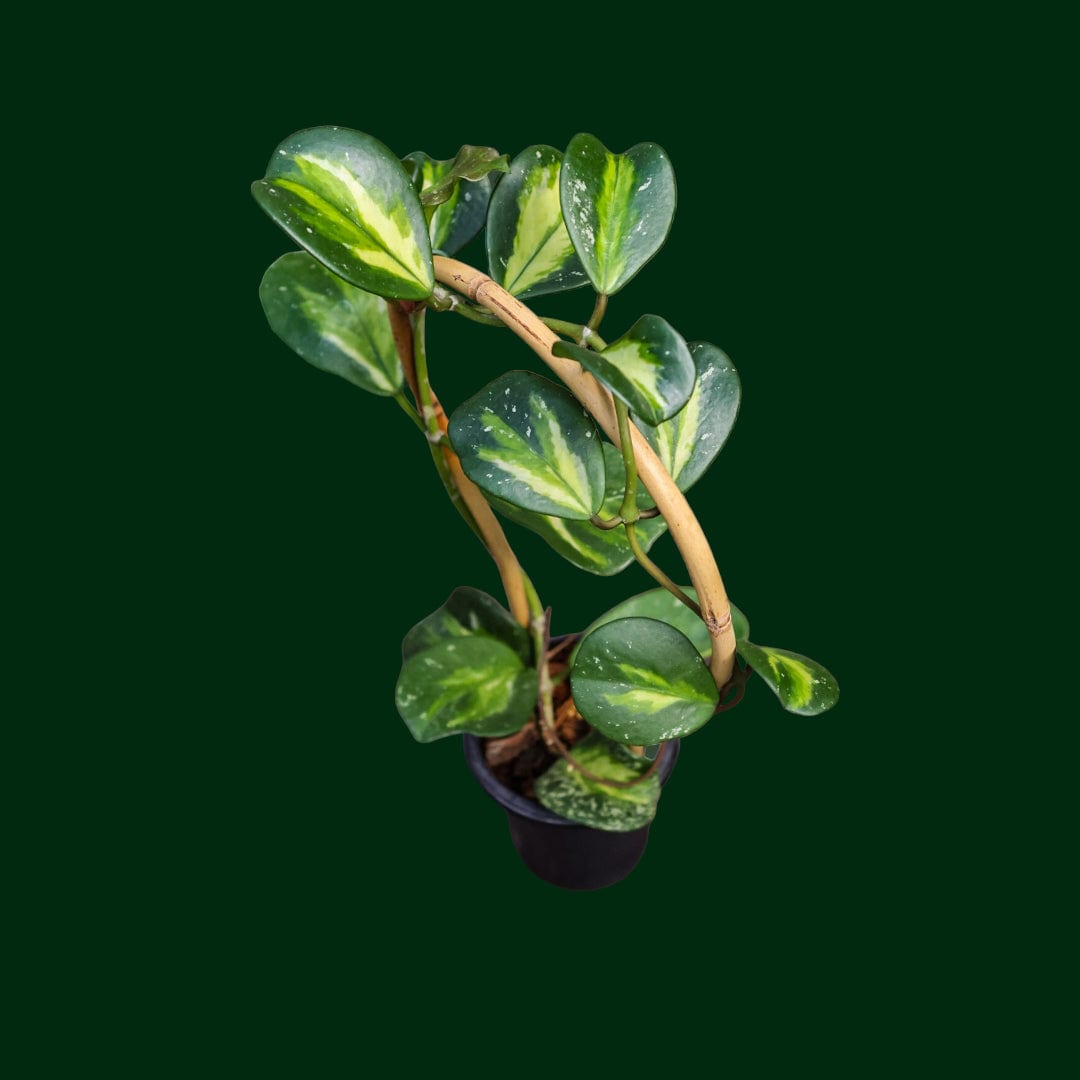 Trellised Hoya obovata (variegated)