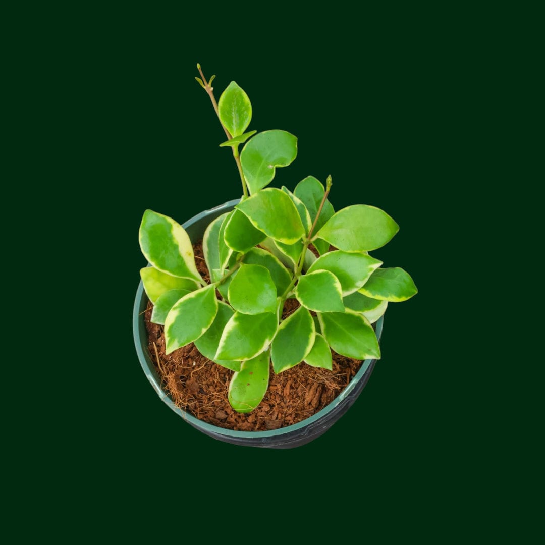 Hoya heuschkeliana (Outer variegated)
