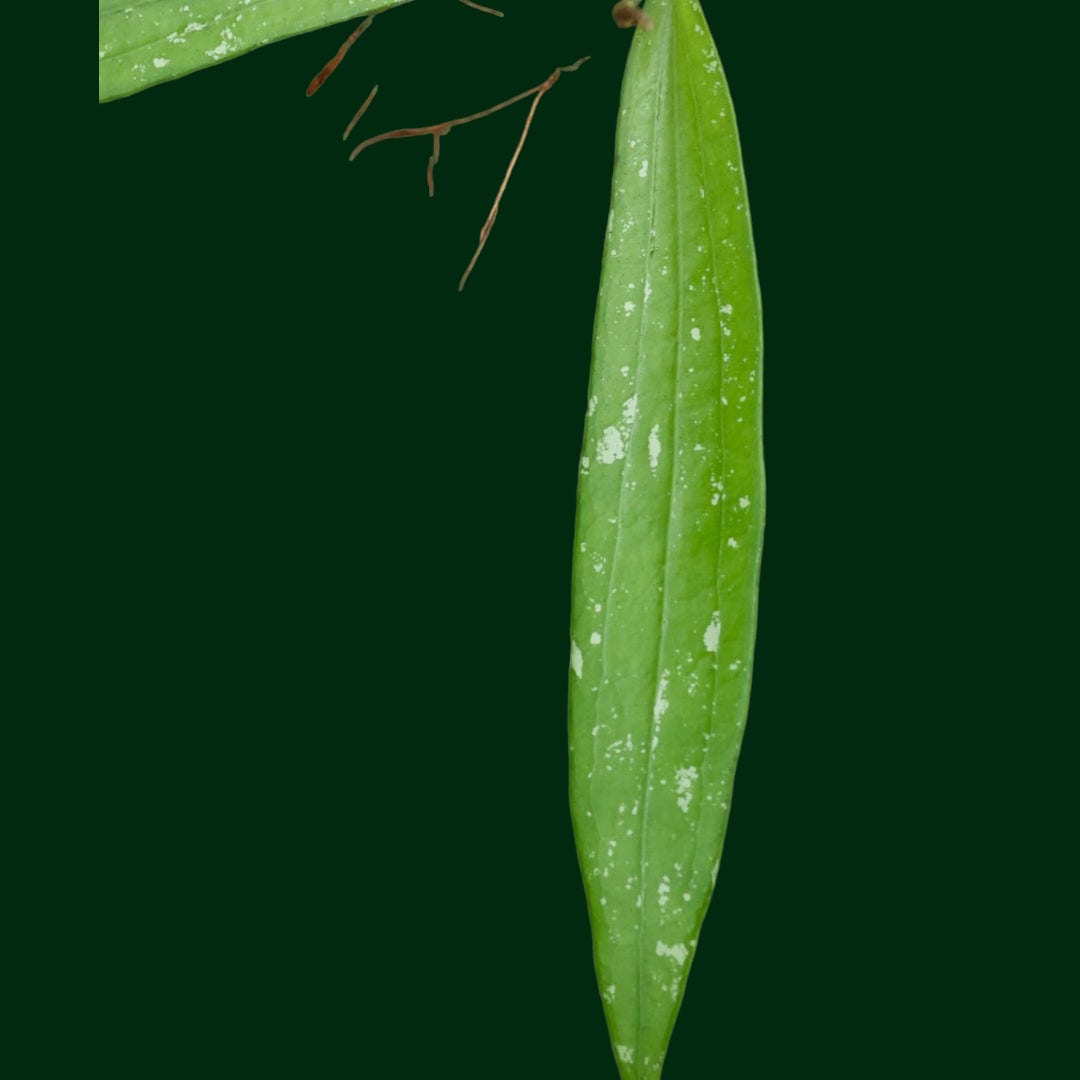 Hoya sp. Bengkulu (Rindu Rafflesia) – Unsolicited Plant Talks