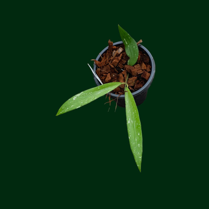 Hoya sp. Bengkulu (Rindu Rafflesia)