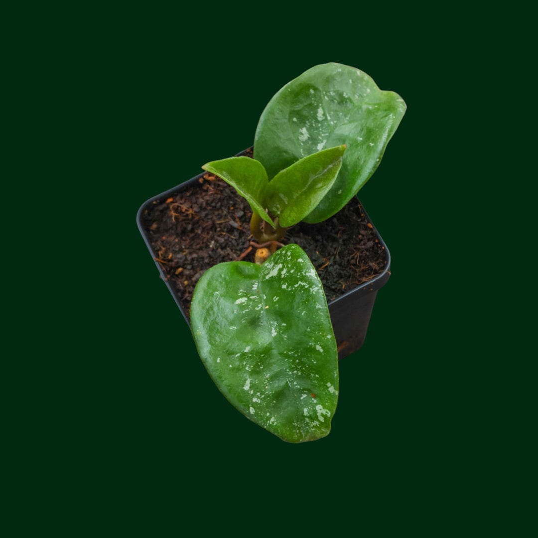 Hoya carnosa 'Krinkle 8' (seedling, splash)
