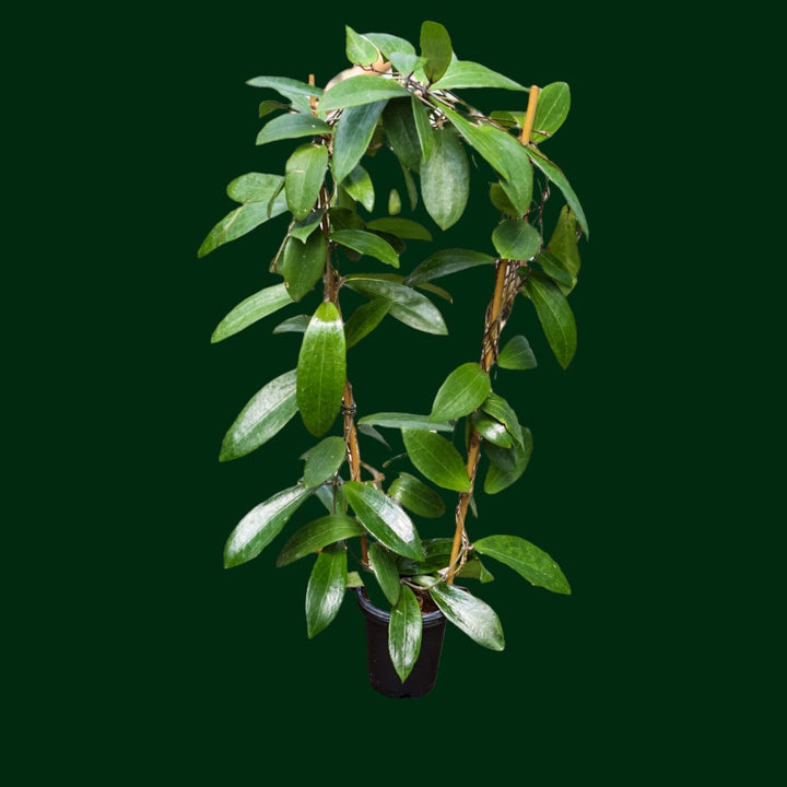 Trellised Hoya NR02 (ilagiorum hybrid)