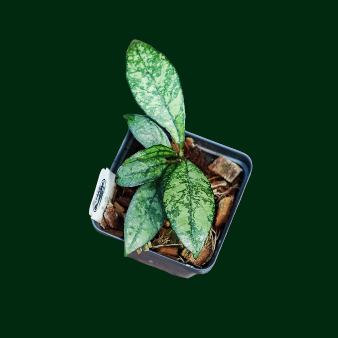 Hoya crassipetiolata (Splash)