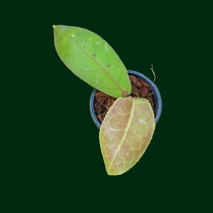 Hoya undulata (round leaf)
