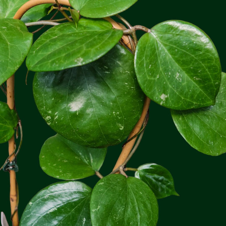 Trellised Hoya balaensis