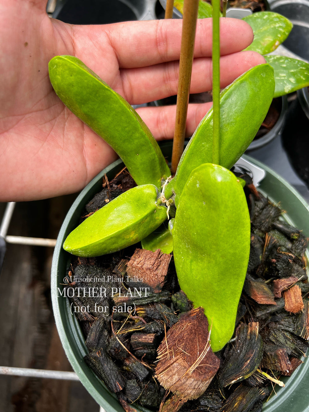 Dischidia Unsolicited Plant Talks