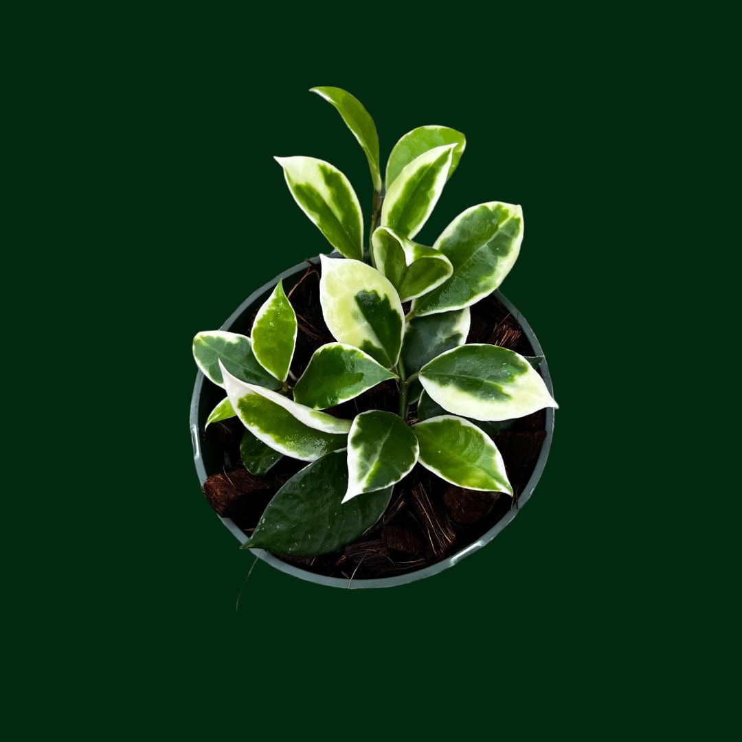 Hoya lacunosa ‘Asami’
