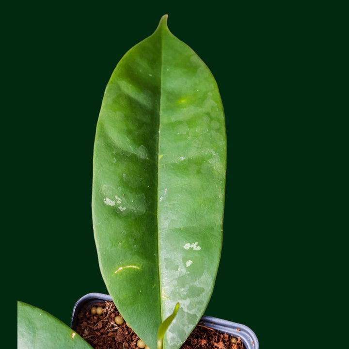 Hoya thuathienhuensis