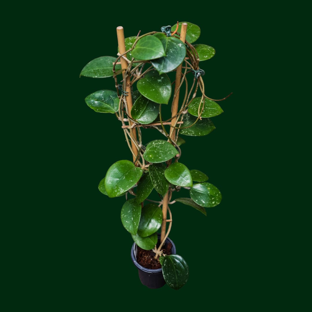Trellised Hoya verticillata (acuta splash)