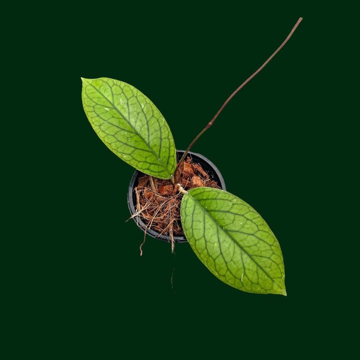 Hoya vittelinoides