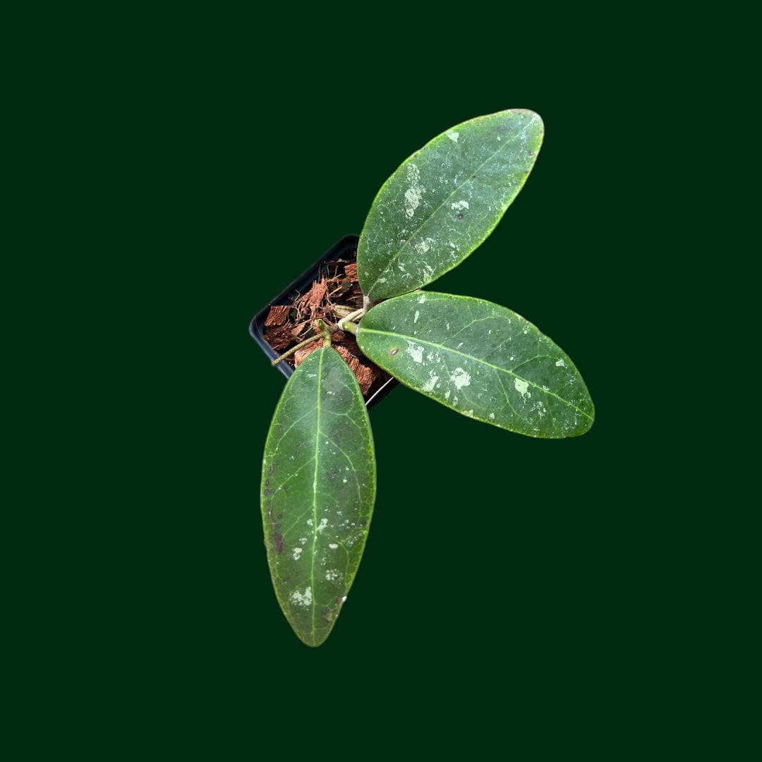 Hoya rintzii (Borneo)