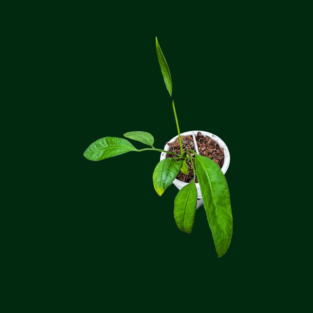 Anthurium vittariifolium (seedling)