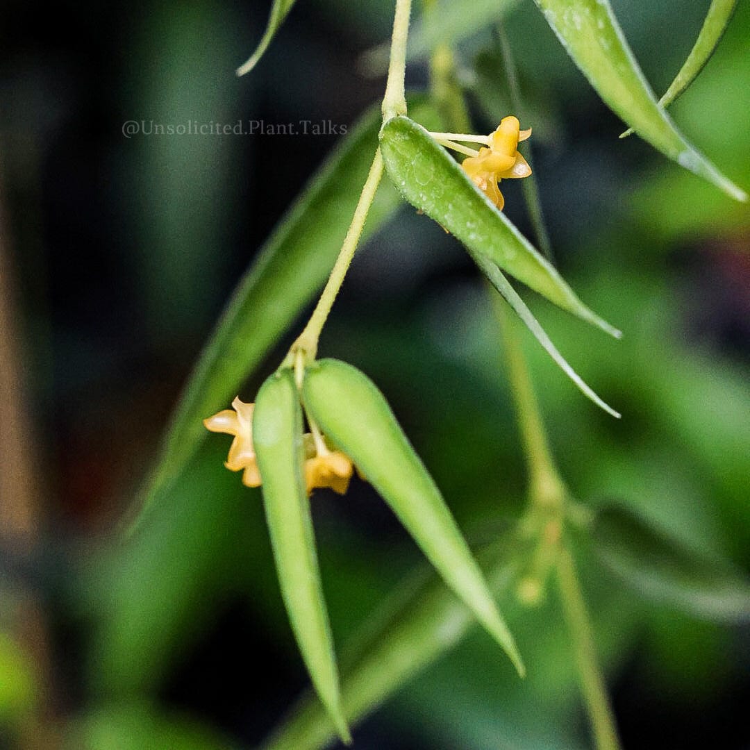 Hoya burmanica (fka andurata ssp. Angustifolia)