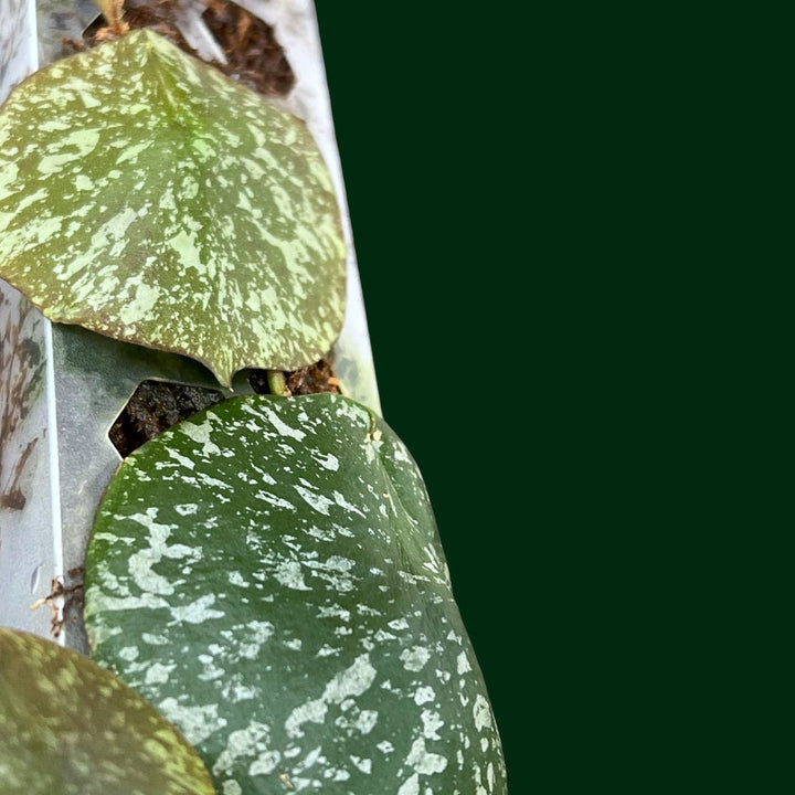 Hoya imbricata (on moss pole)
