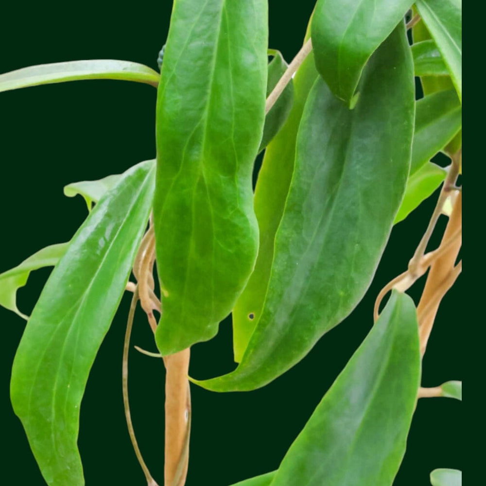 Trellised Hoya ilagiorum