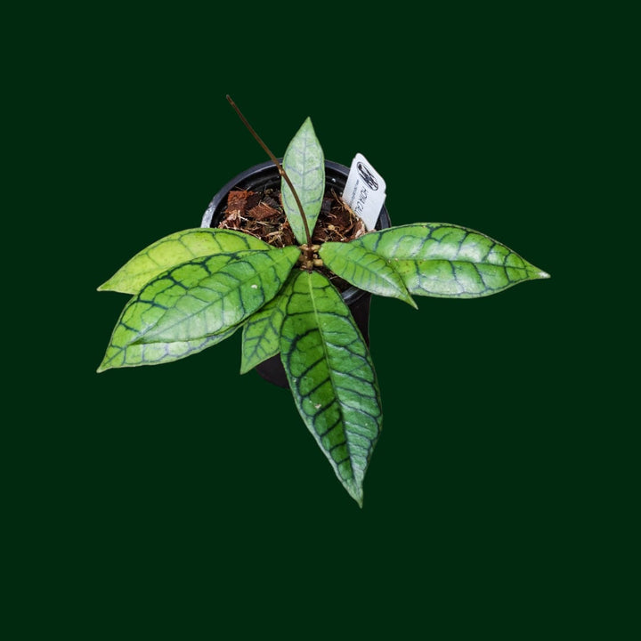 Hoya callistophylla