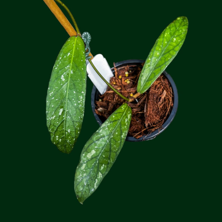 Hoya sp. Sumatra (long leaf)