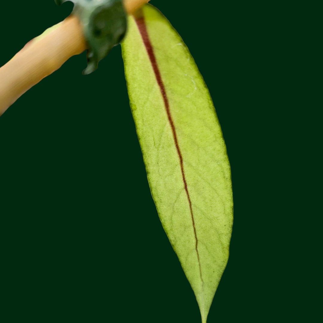 Hoya sp. Sumatra (long leaf)