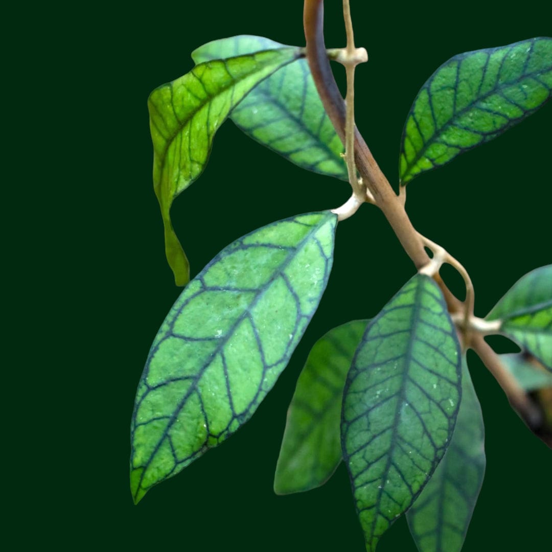 Hoya callistophylla (Kalimantan)
