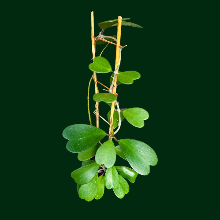 Trellised Hoya kerrii (seed grown)