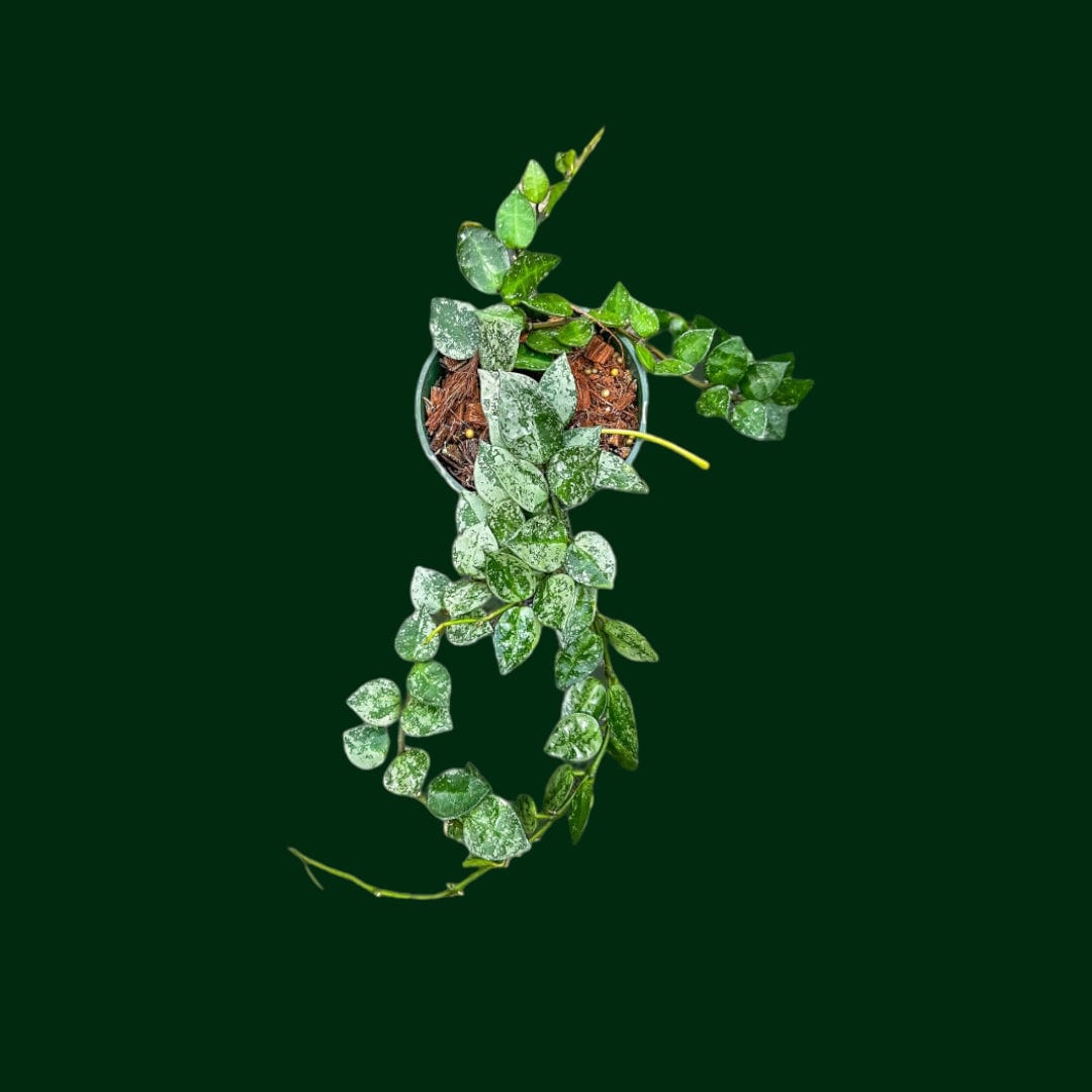 Hoya lacunosa (krohniana splash)