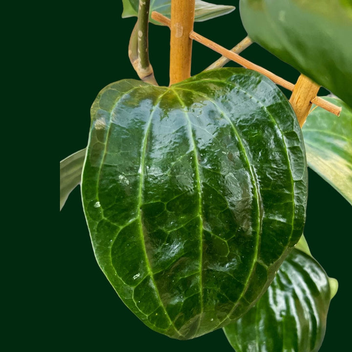 Trellised Hoya latifolia (aka dinner plate Hoya)