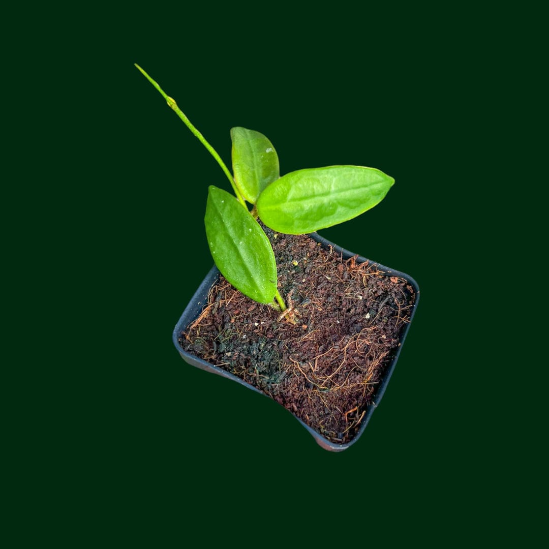 Hoya longlingensis