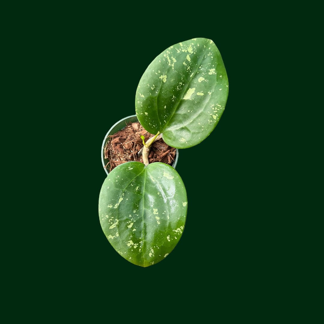 Hoya loyceandrewsiana
