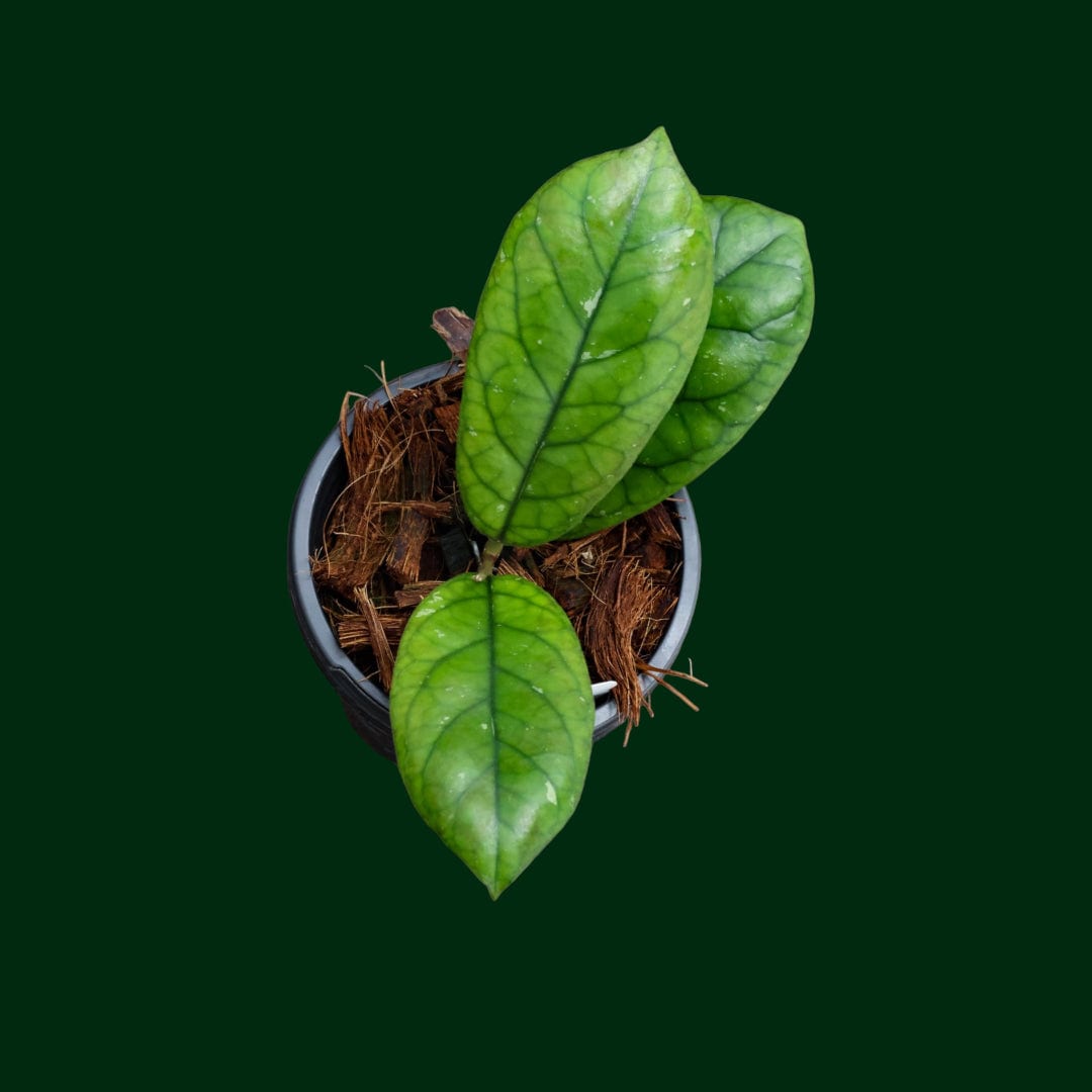 Hoya meredithii (round leaf)