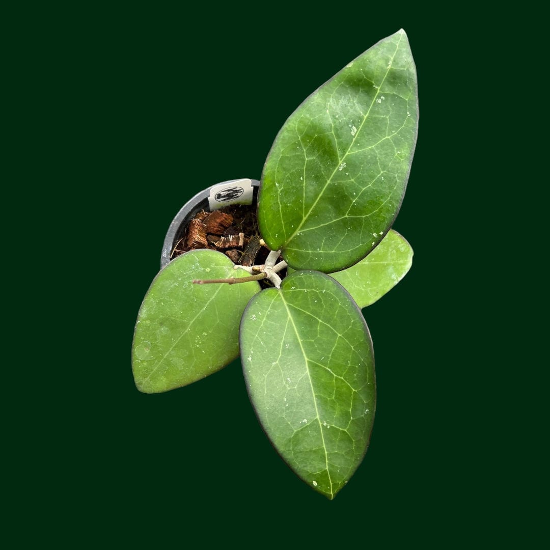 Hoya vittelina (fuscomarginata)
