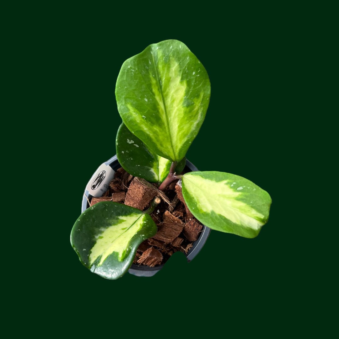 Hoya obovata (variegated)