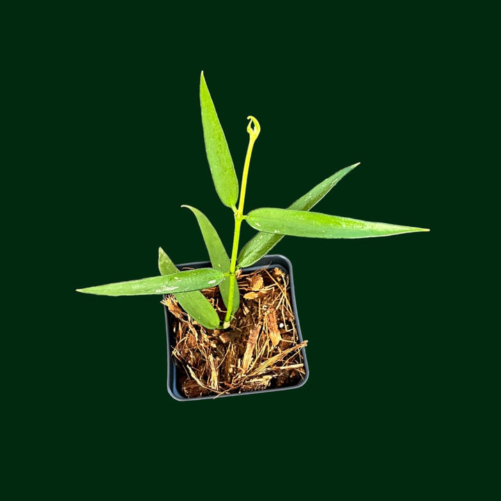Hoya burmanica (fka pandurata ssp. Angustifolia)