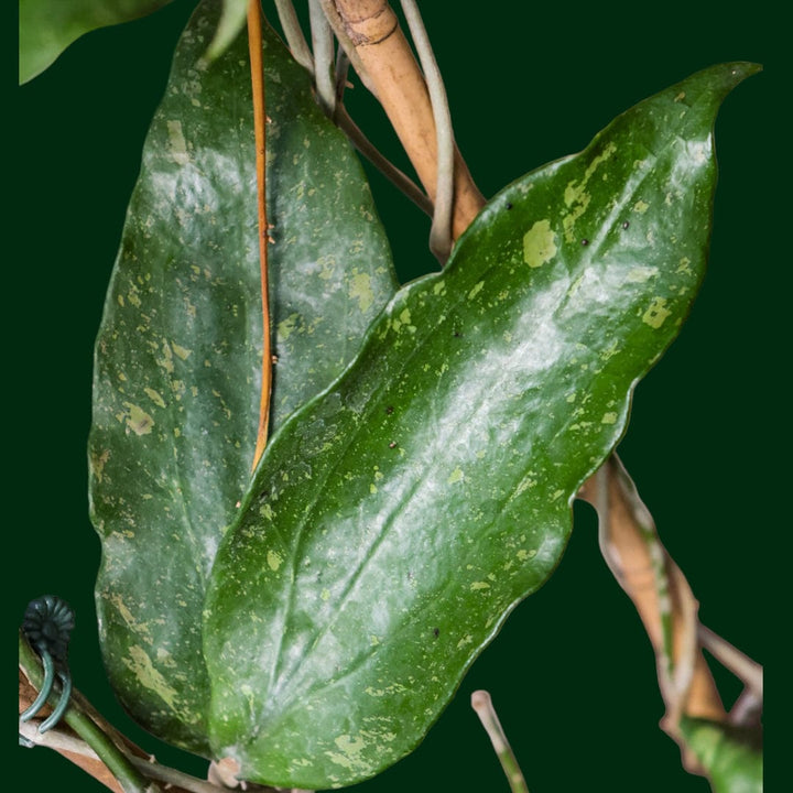 Trellised Hoya parasitica (Laos)