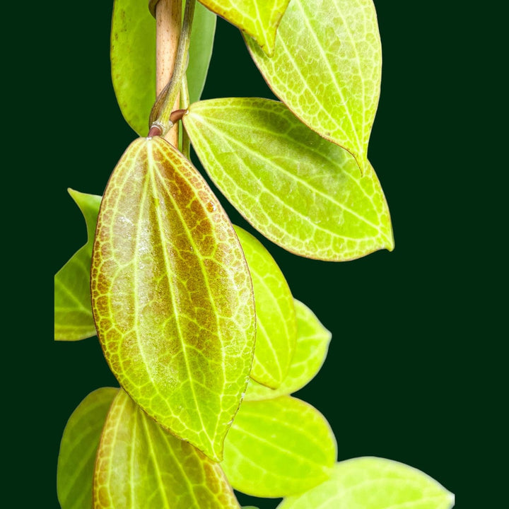 Hoya Persicina