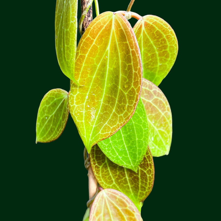 Hoya Persicina