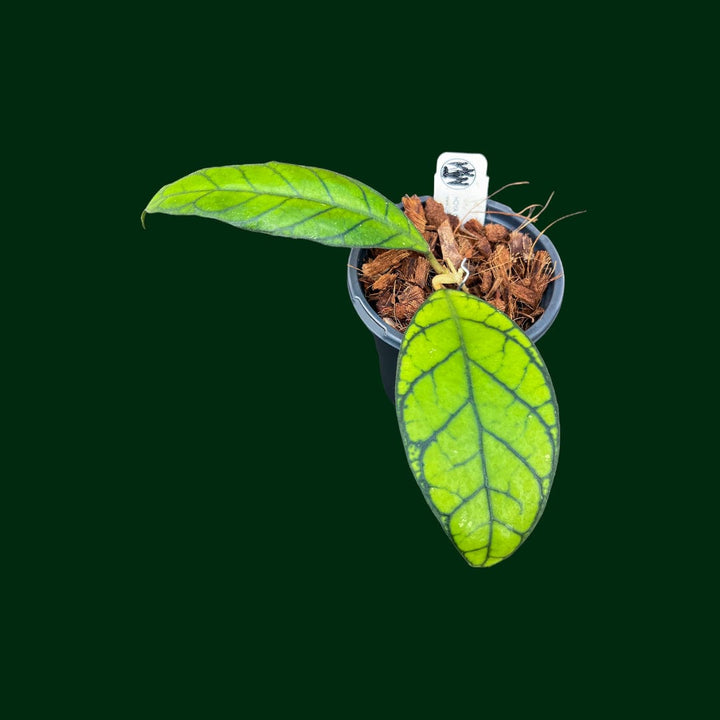 Hoya Callistophylla (Sabah IML 1762)