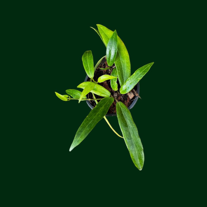 Hoya blashernaezii ssp. siariae (yellow)
