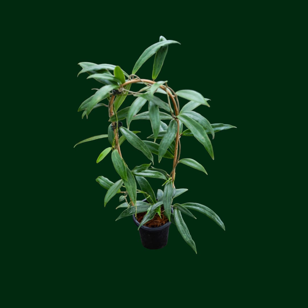 Trelliised Hoya blashernaezii ssp. siariae (yellow)