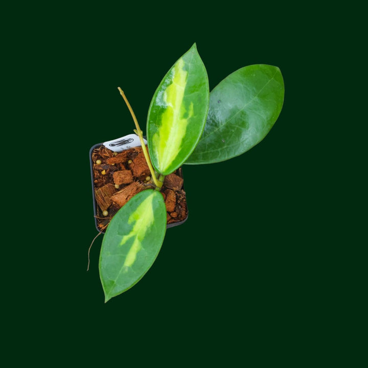 Hoya verticillata 'Suet jade'