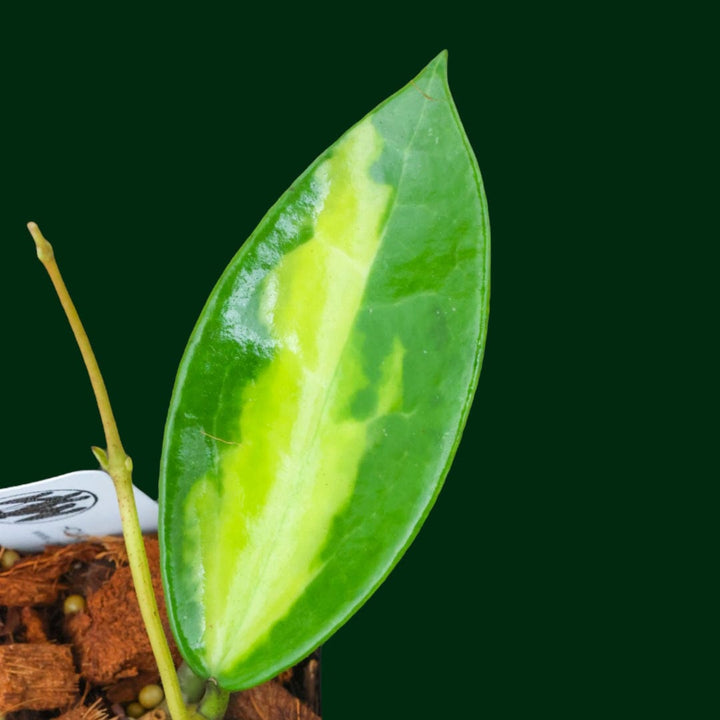 Hoya verticillata 'Suet jade'