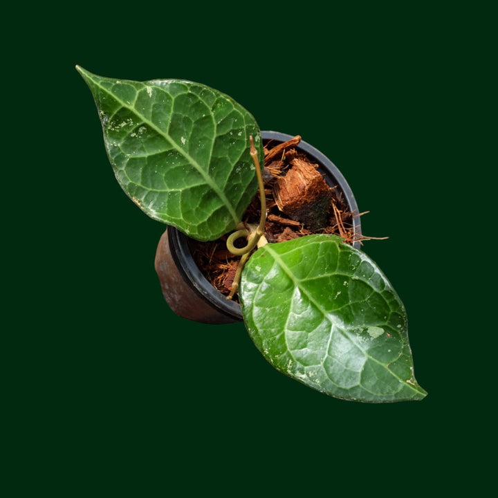Hoya sp. Sumatra (01)