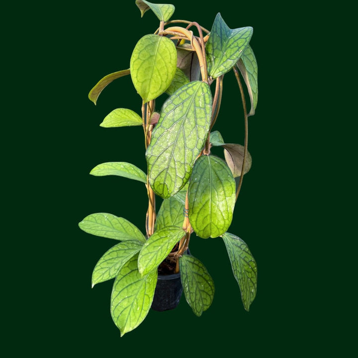 Trellised Hoya sp. Tanggamus