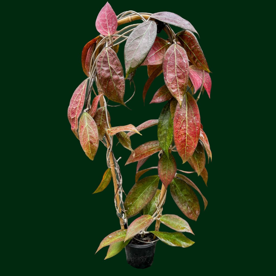 Trellised Hoya 'Tequila Sunrise' Unsolicited Plant Talks