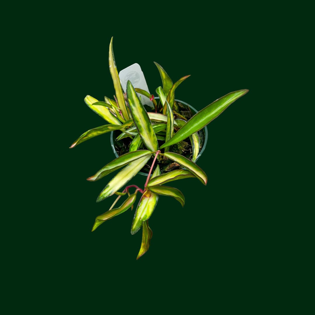 Hoya wayetii (variegated)