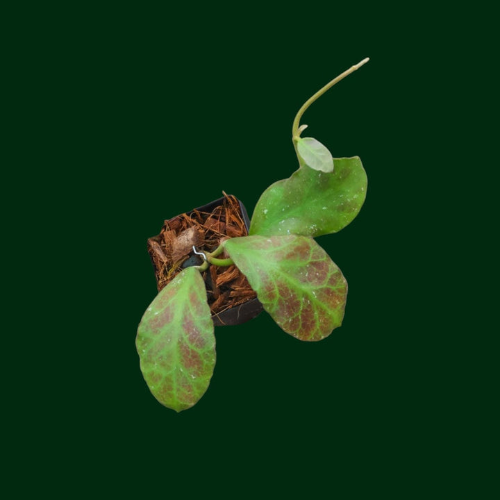 Hoya waymaniae (round leaves)