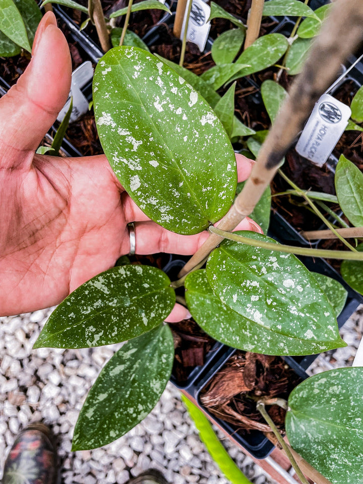 Hoya parasitica (Lao 2)