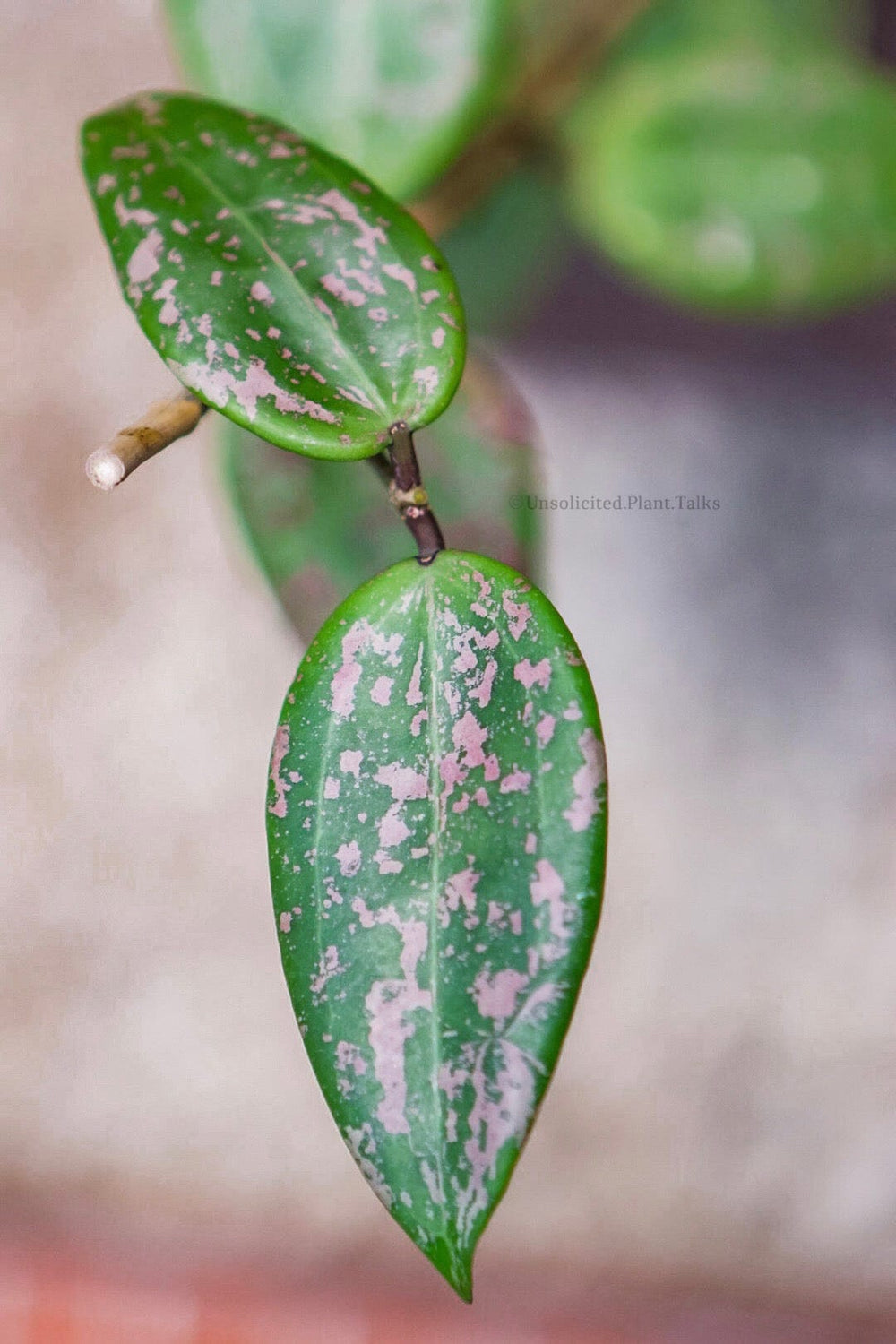 Hoya verticillata (former wibergiae)